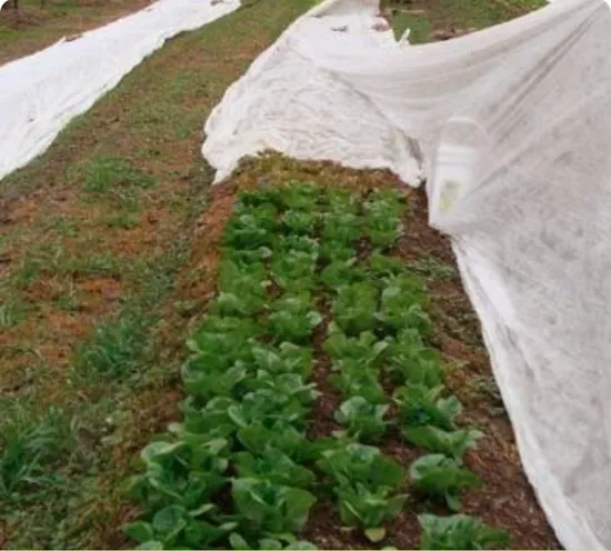 Tela no tejida PP Spunbond de agricultura de 36m de ancho con tratamiento UV para cubierta vegetal
